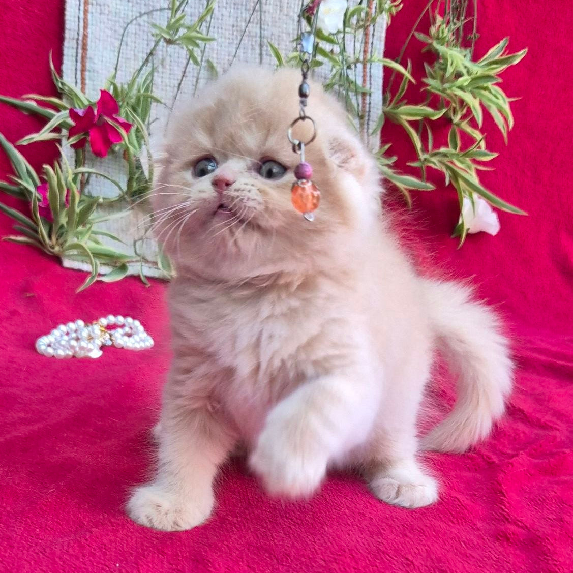 
                  
                    Milo
                  
                