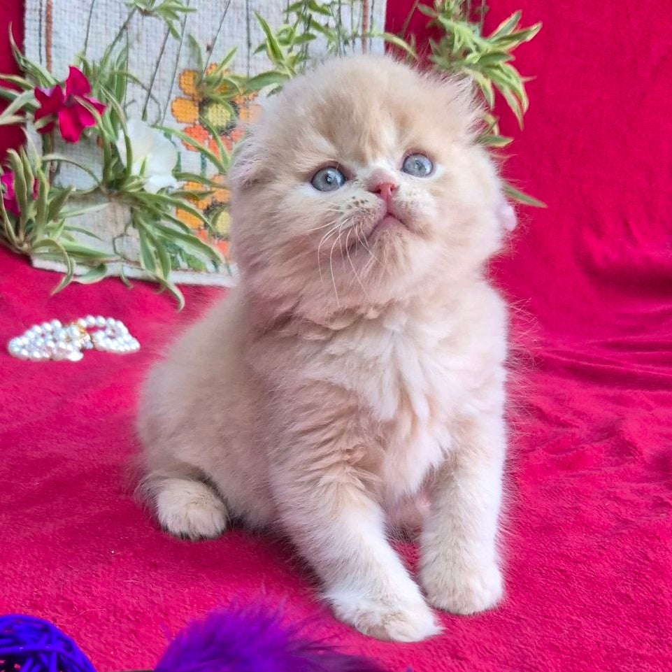 
                  
                    Milo
                  
                