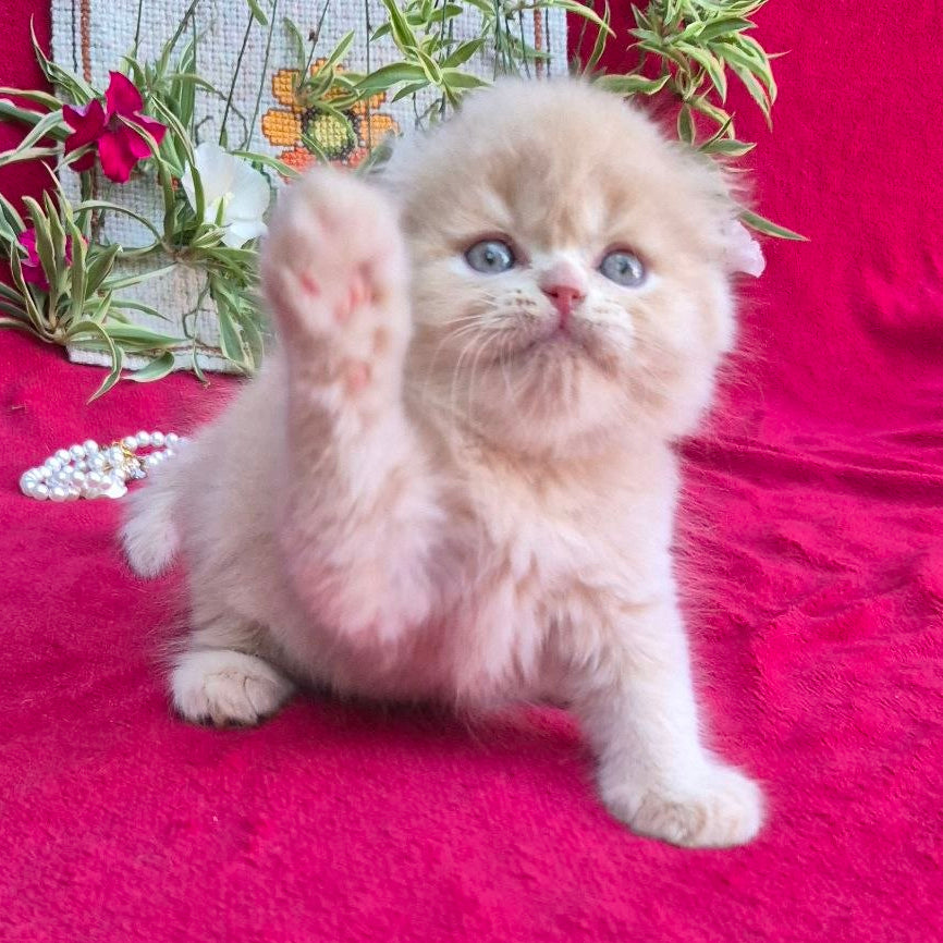 
                  
                    Milo
                  
                