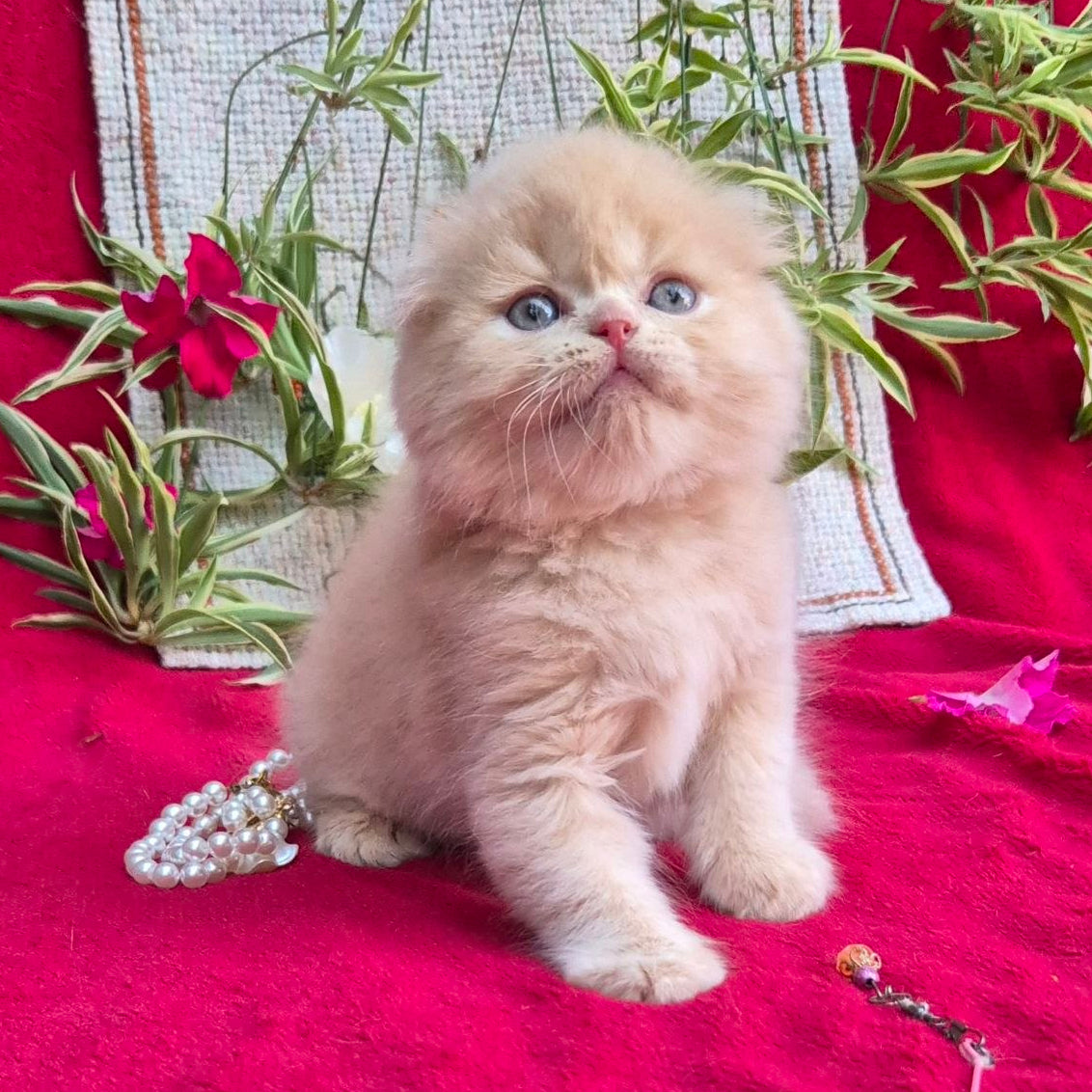 
                  
                    Milo
                  
                
