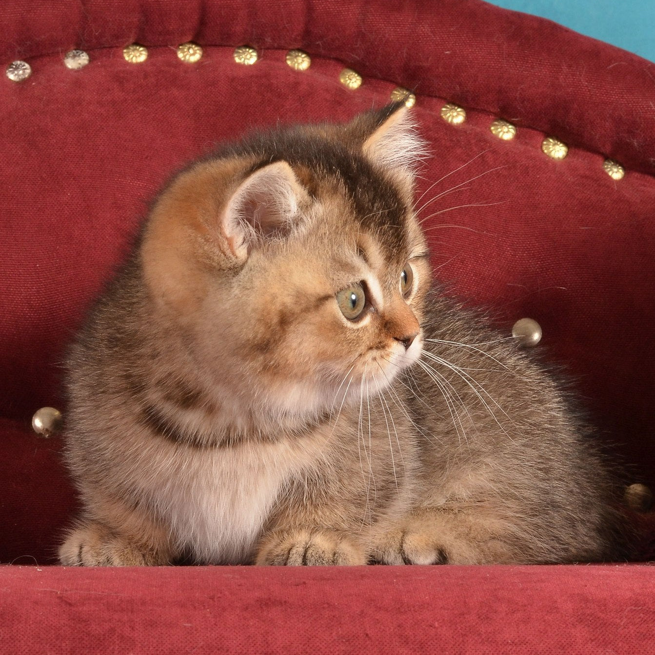
                  
                    Hugo
                  
                