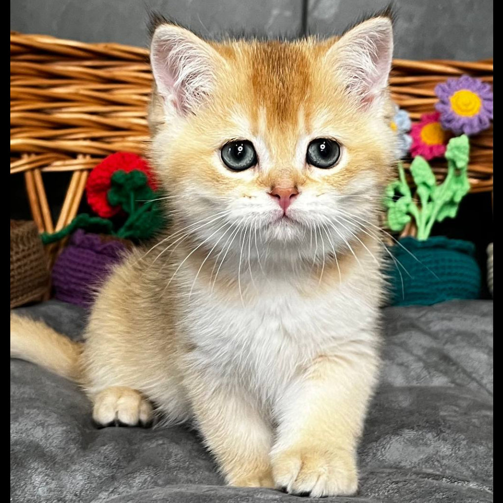 
                  
                    Kora
                  
                