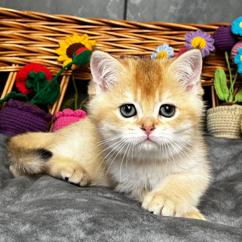 Kora