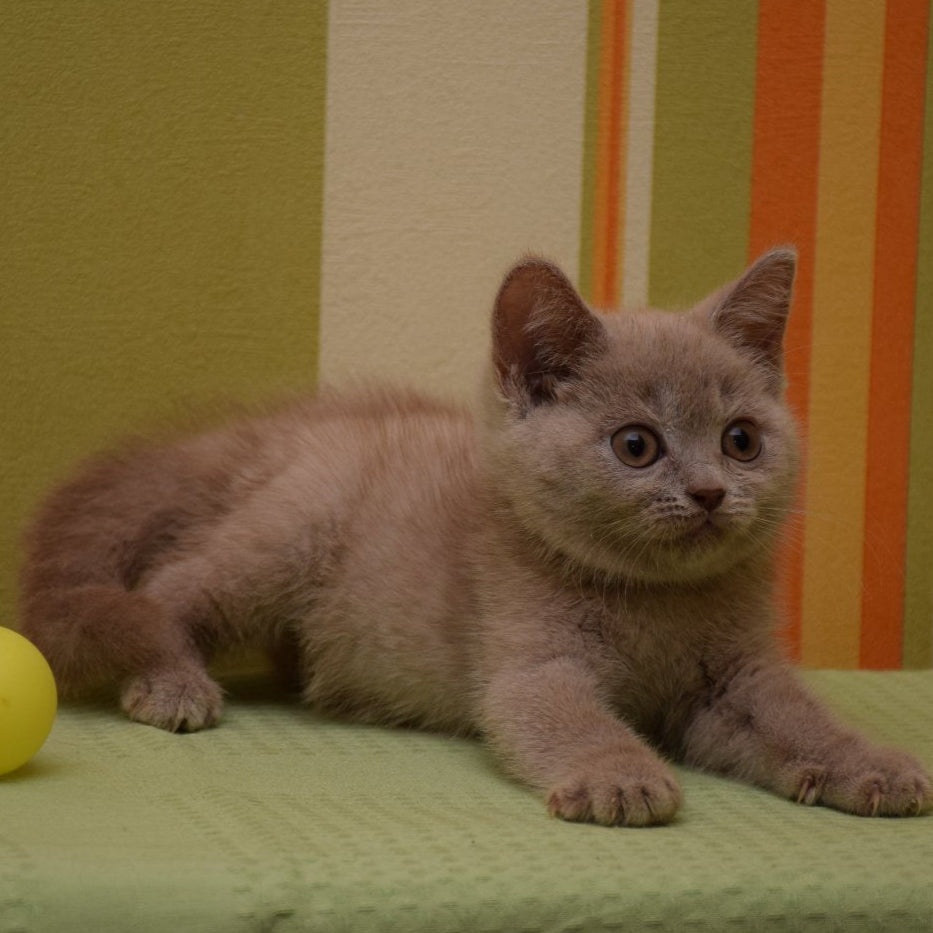 
                  
                    Ulis
                  
                