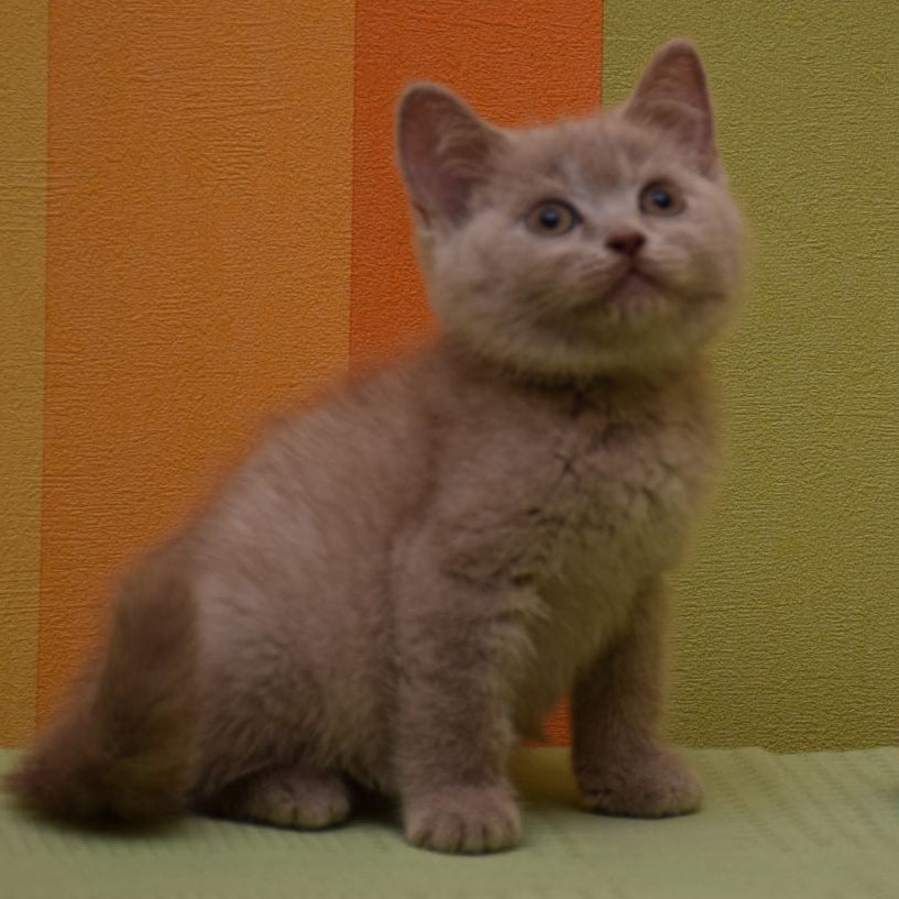 
                  
                    Ulis
                  
                