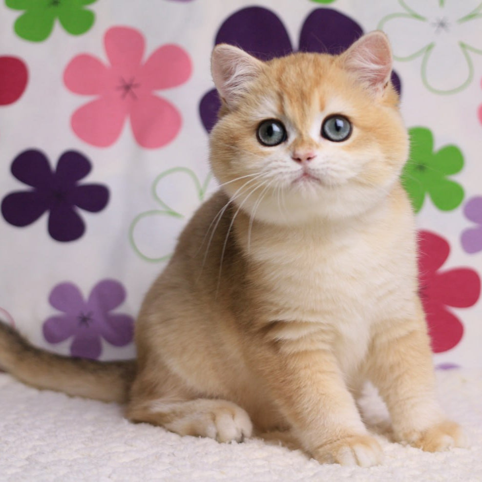 
                  
                    Percy
                  
                