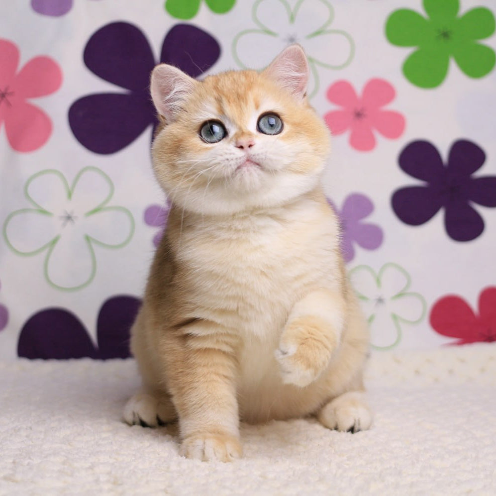 
                  
                    Percy
                  
                