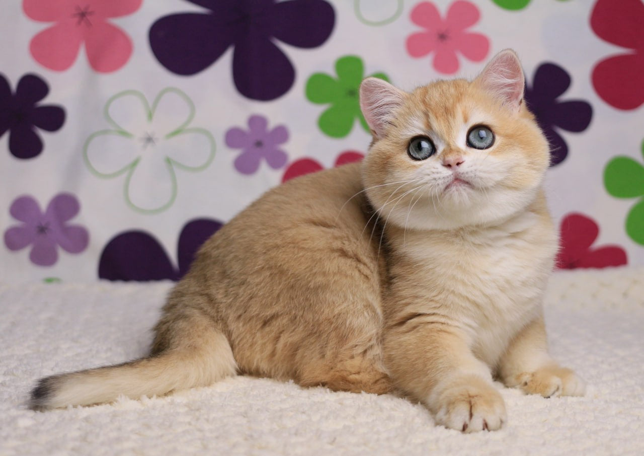 
                  
                    Percy
                  
                