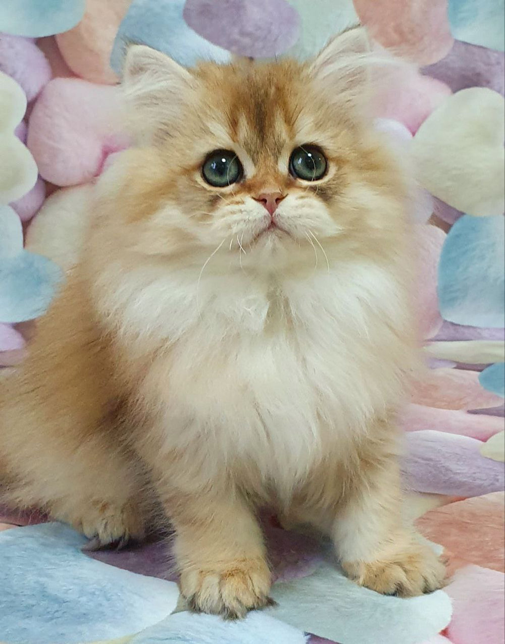 Suzie