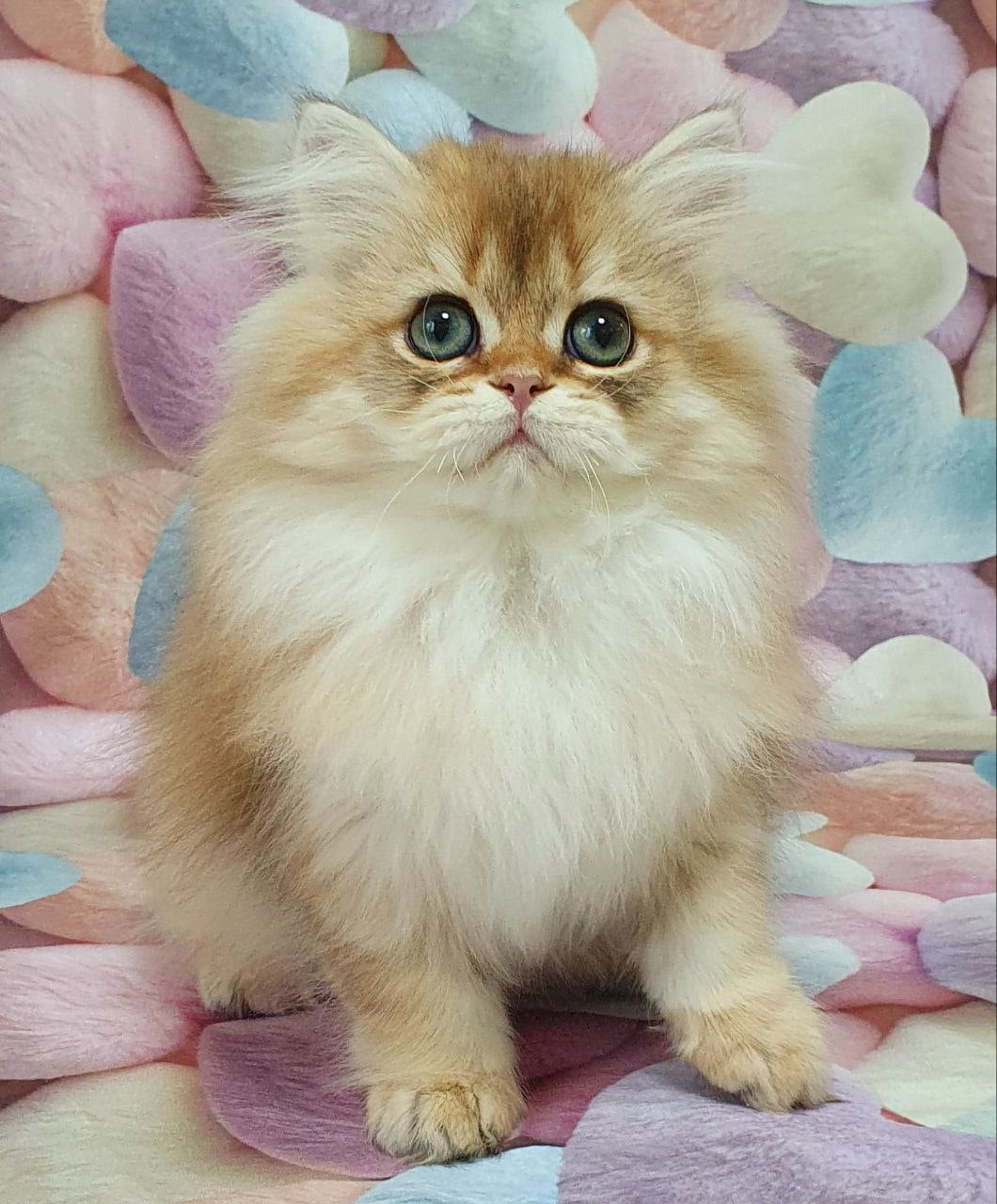 
                  
                    Suzie
                  
                