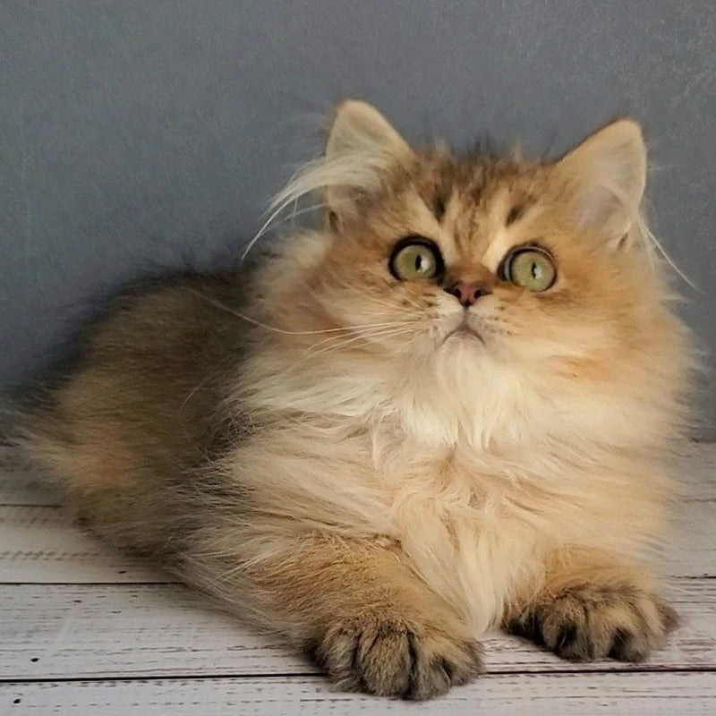Benji