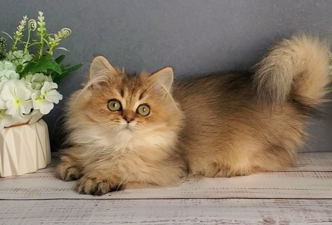 
                  
                    Benji
                  
                