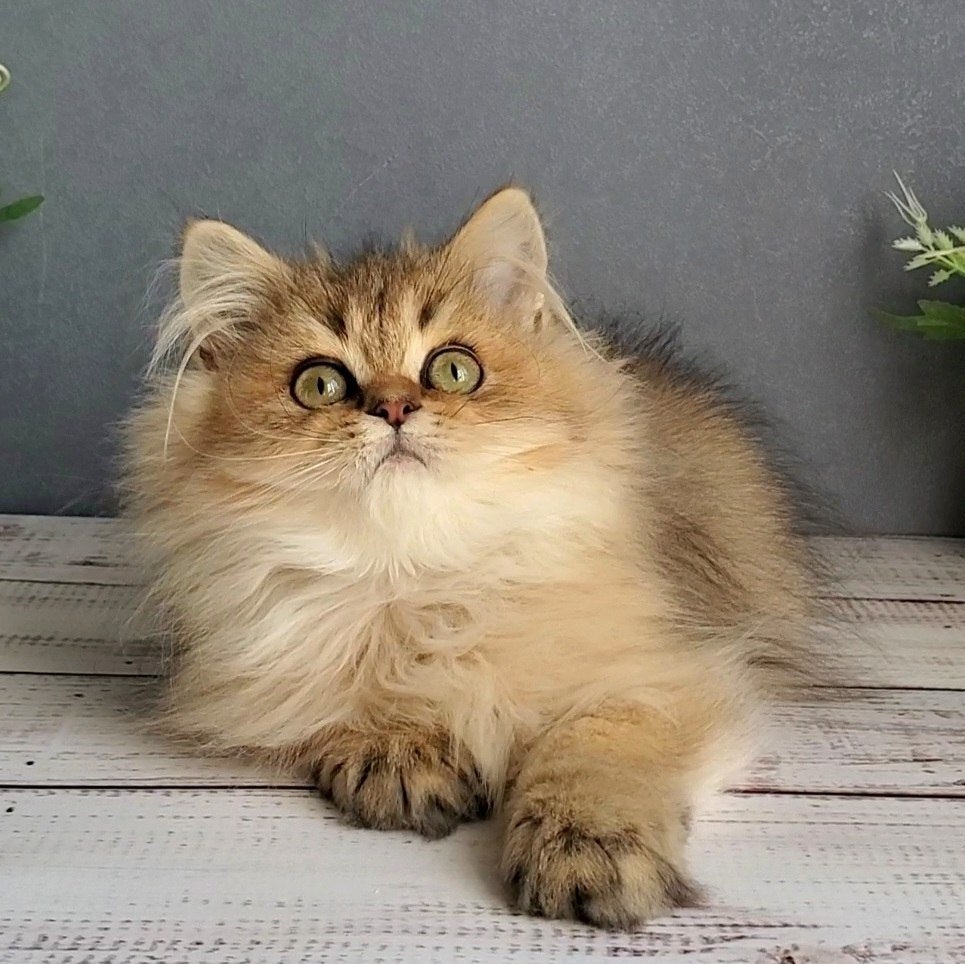 
                  
                    Benji
                  
                