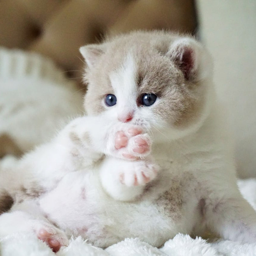
                  
                    Marsel
                  
                