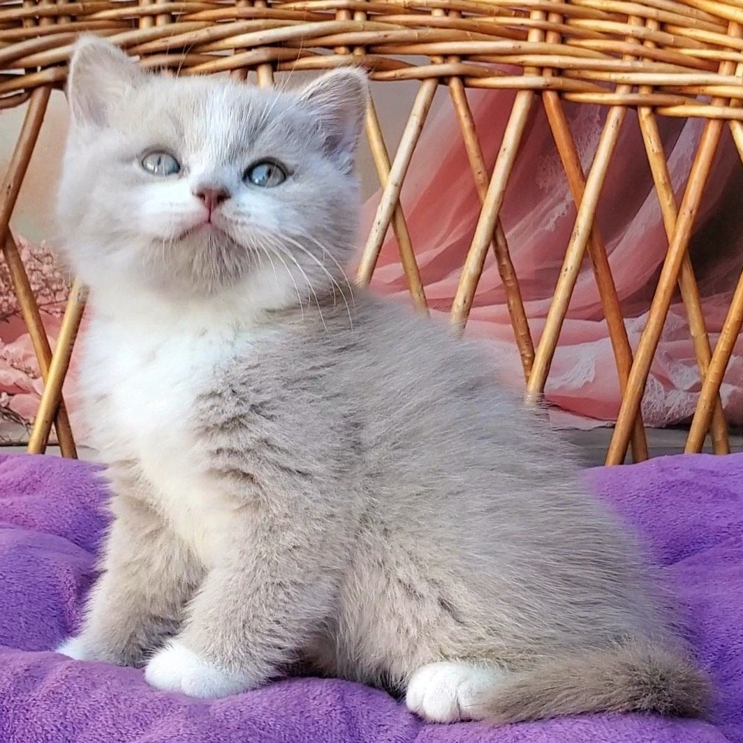 
                  
                    Casper
                  
                