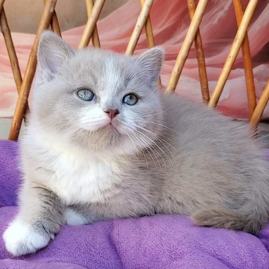 
                  
                    Casper
                  
                
