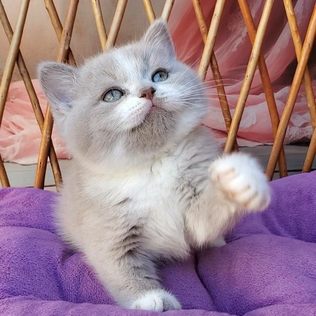 
                  
                    Casper
                  
                