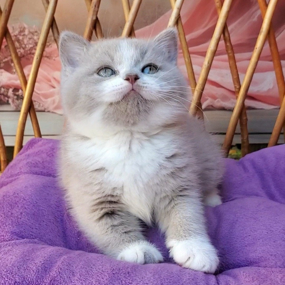 
                  
                    Casper
                  
                