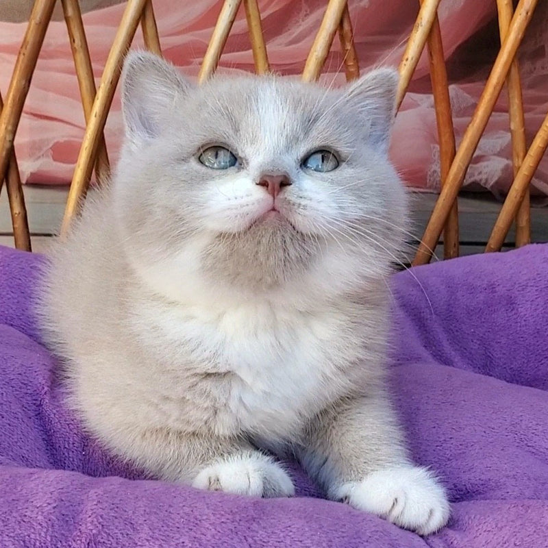 Casper