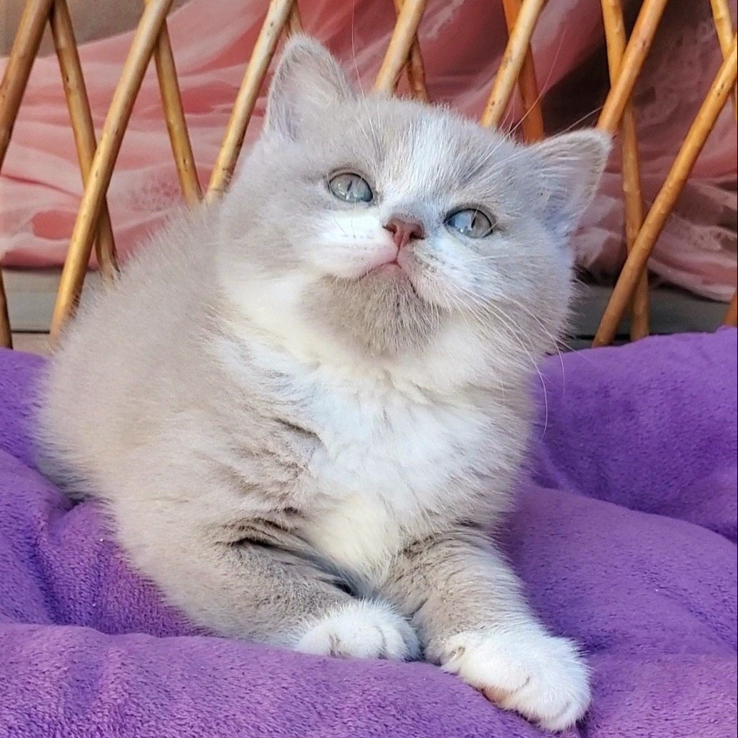 
                  
                    Casper
                  
                