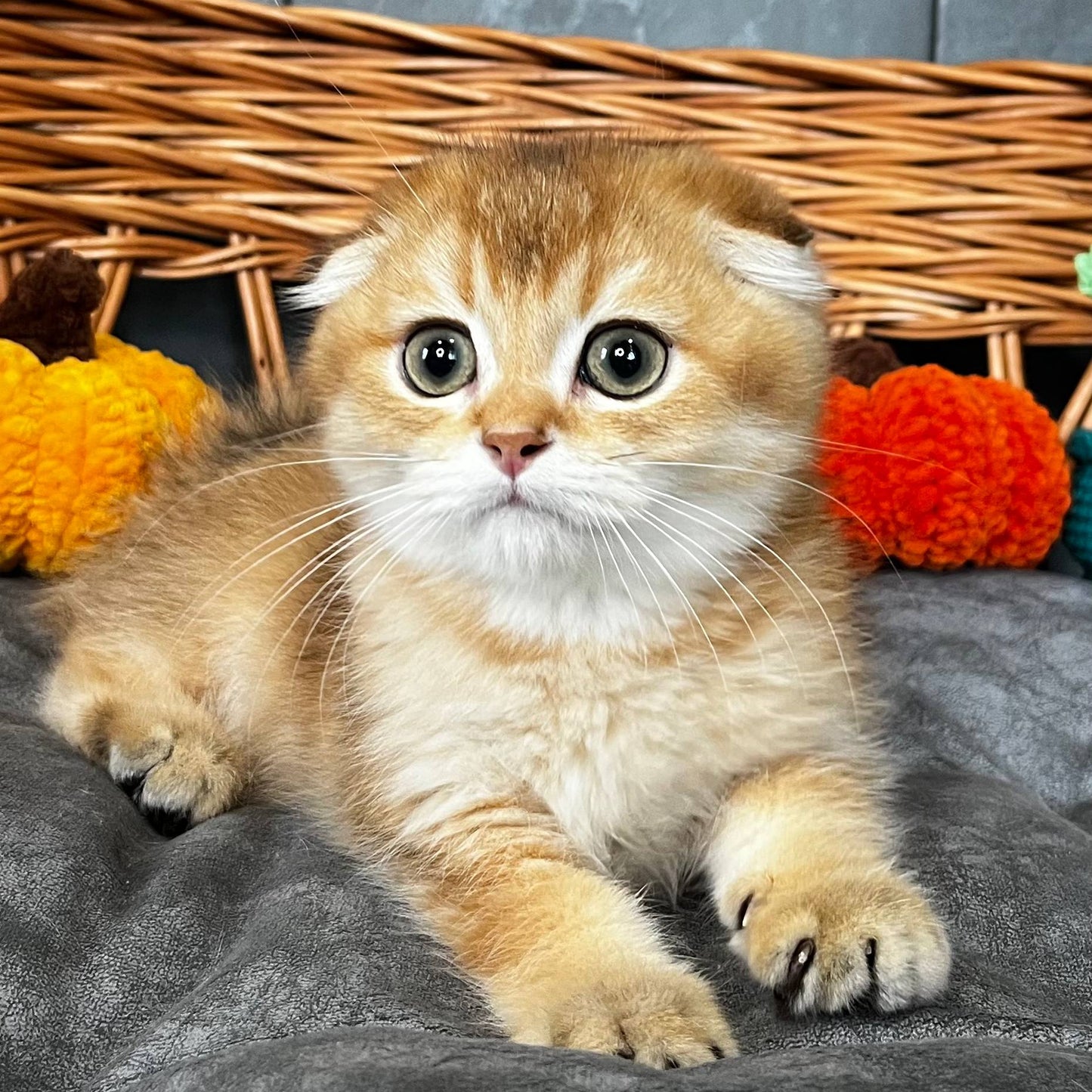 
                  
                    Napoleon
                  
                