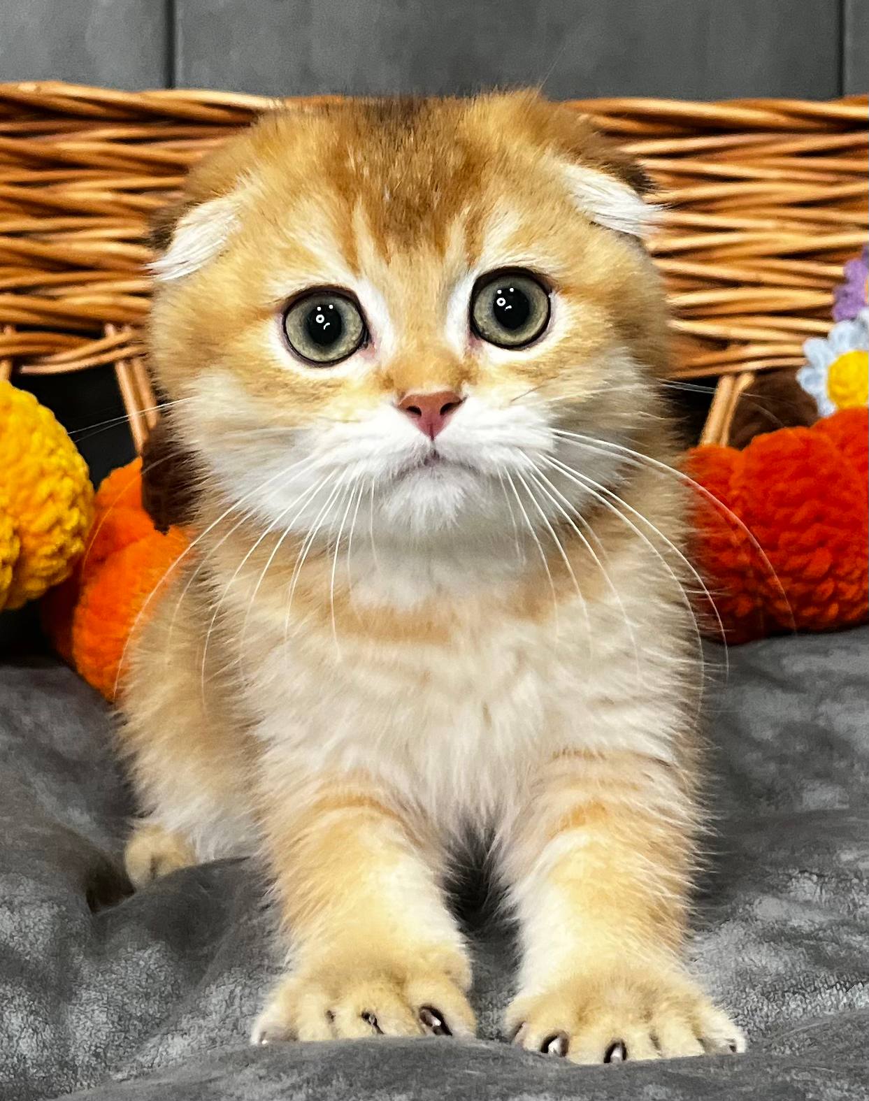 
                  
                    Napoleon
                  
                