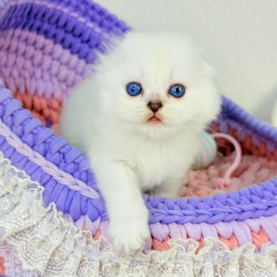 Oliver