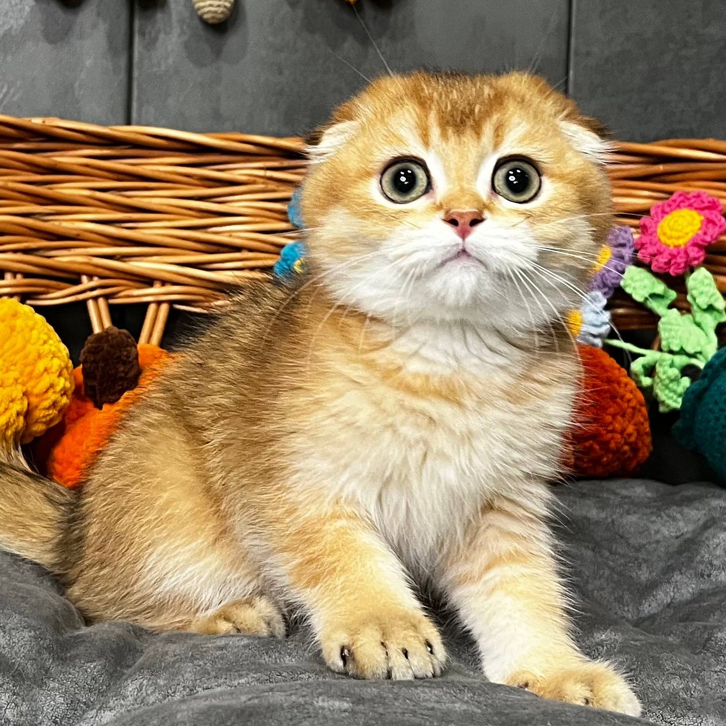 
                  
                    Napoleon
                  
                