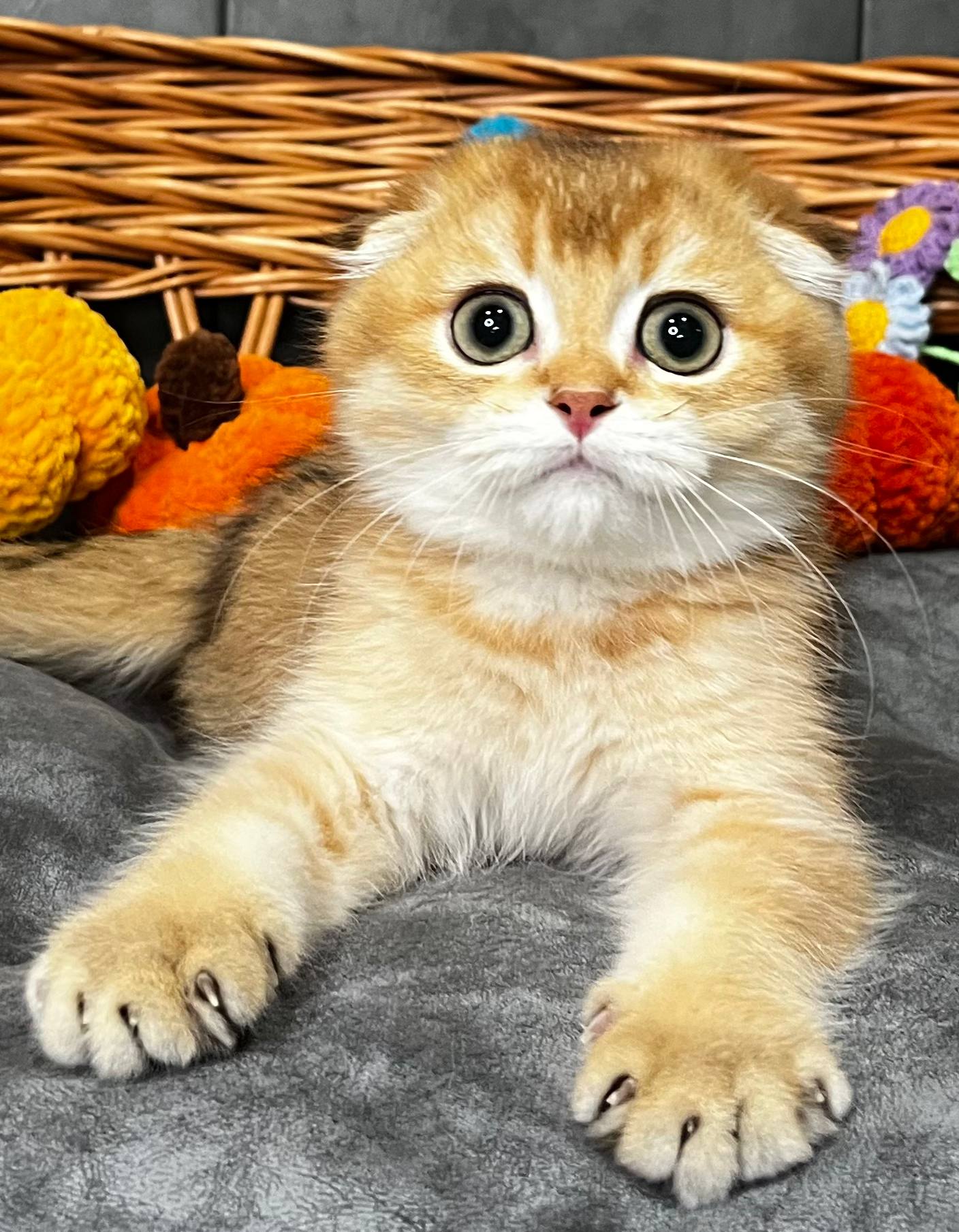 
                  
                    Napoleon
                  
                