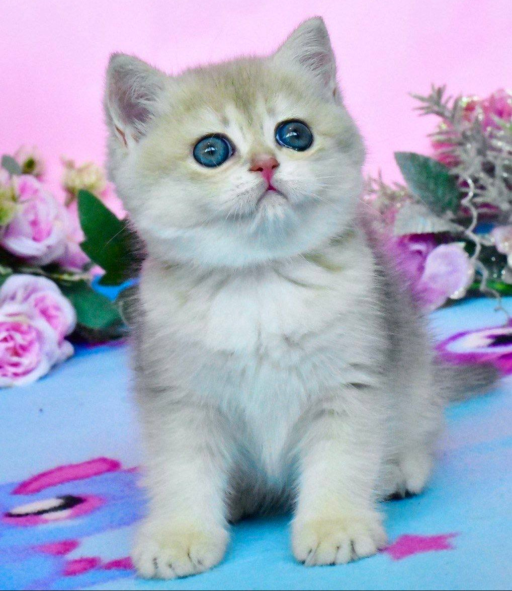 
                  
                    Chloya
                  
                