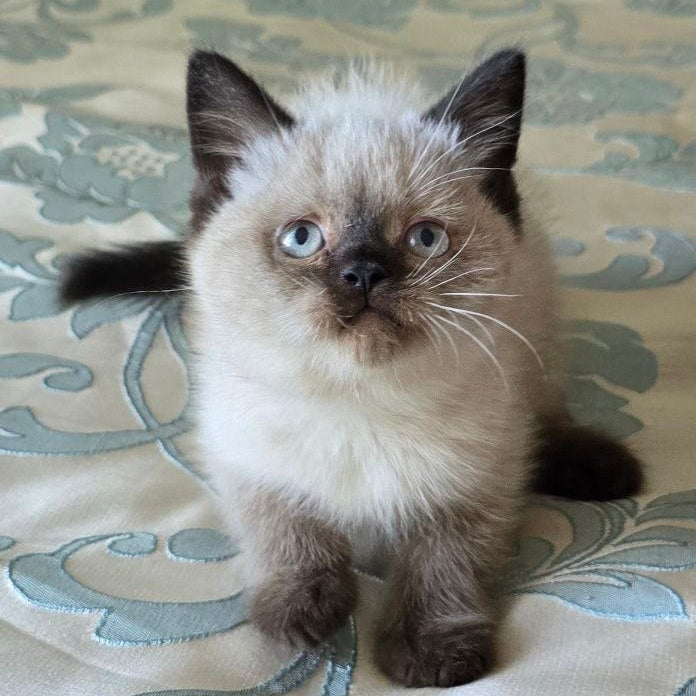 
                  
                    Finn
                  
                