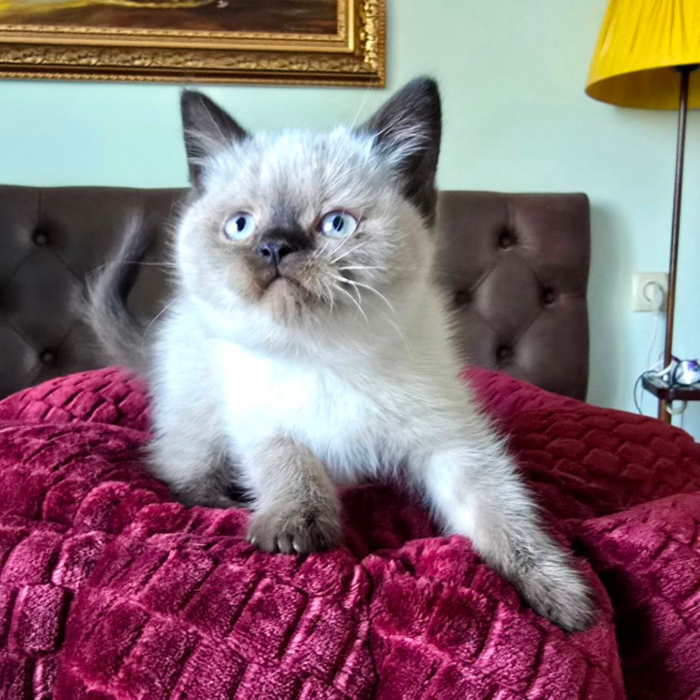 
                  
                    Finn
                  
                