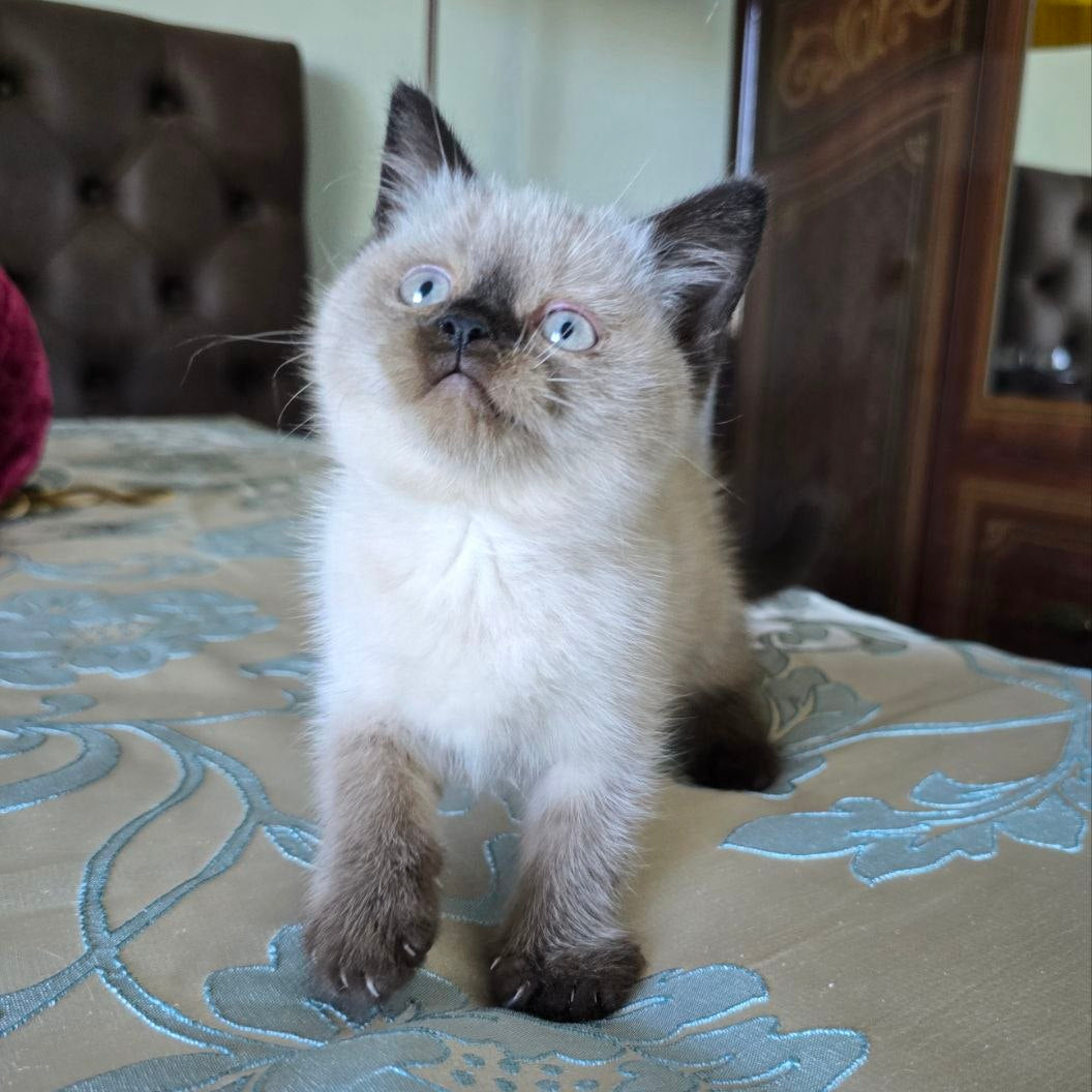 
                  
                    Finn
                  
                