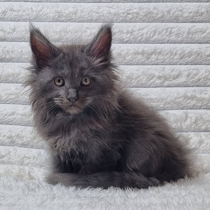 Tora