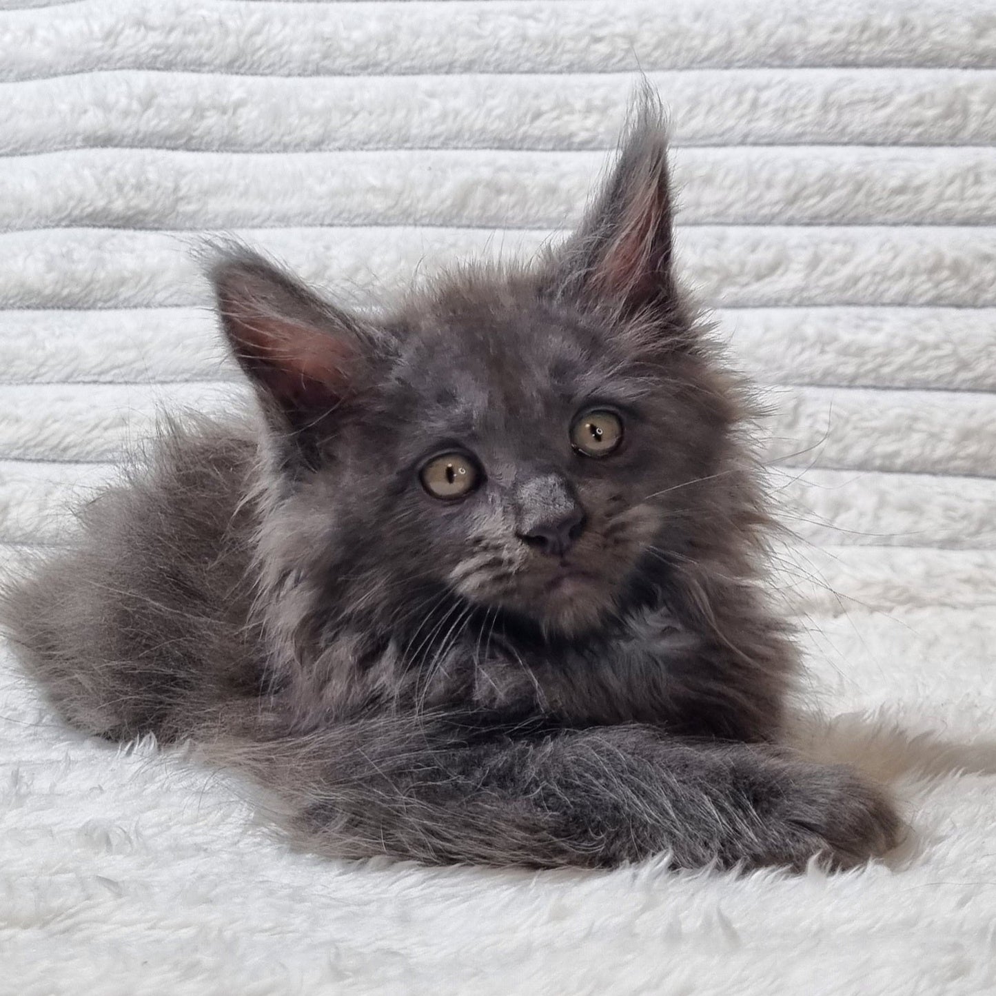 
                  
                    Tora
                  
                