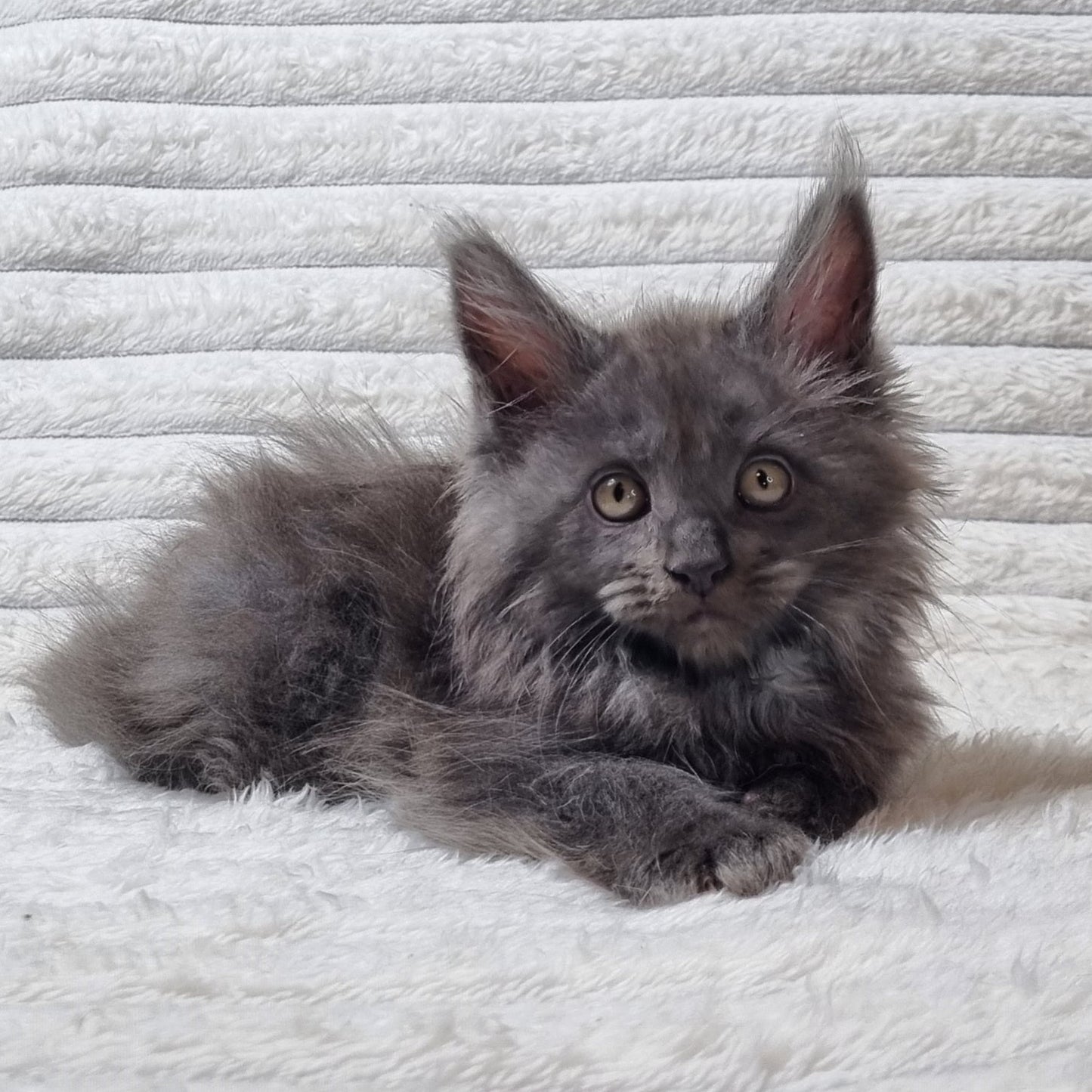 
                  
                    Tora
                  
                