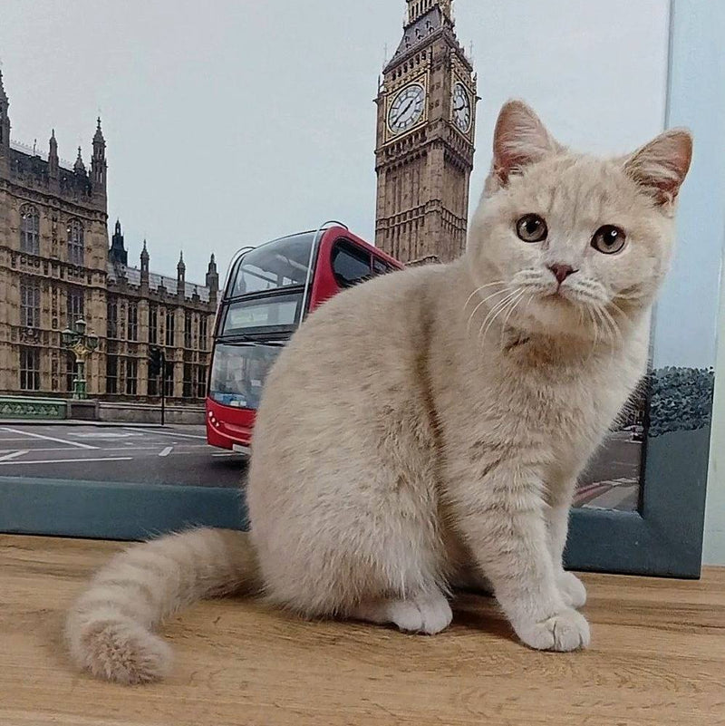 Oliver