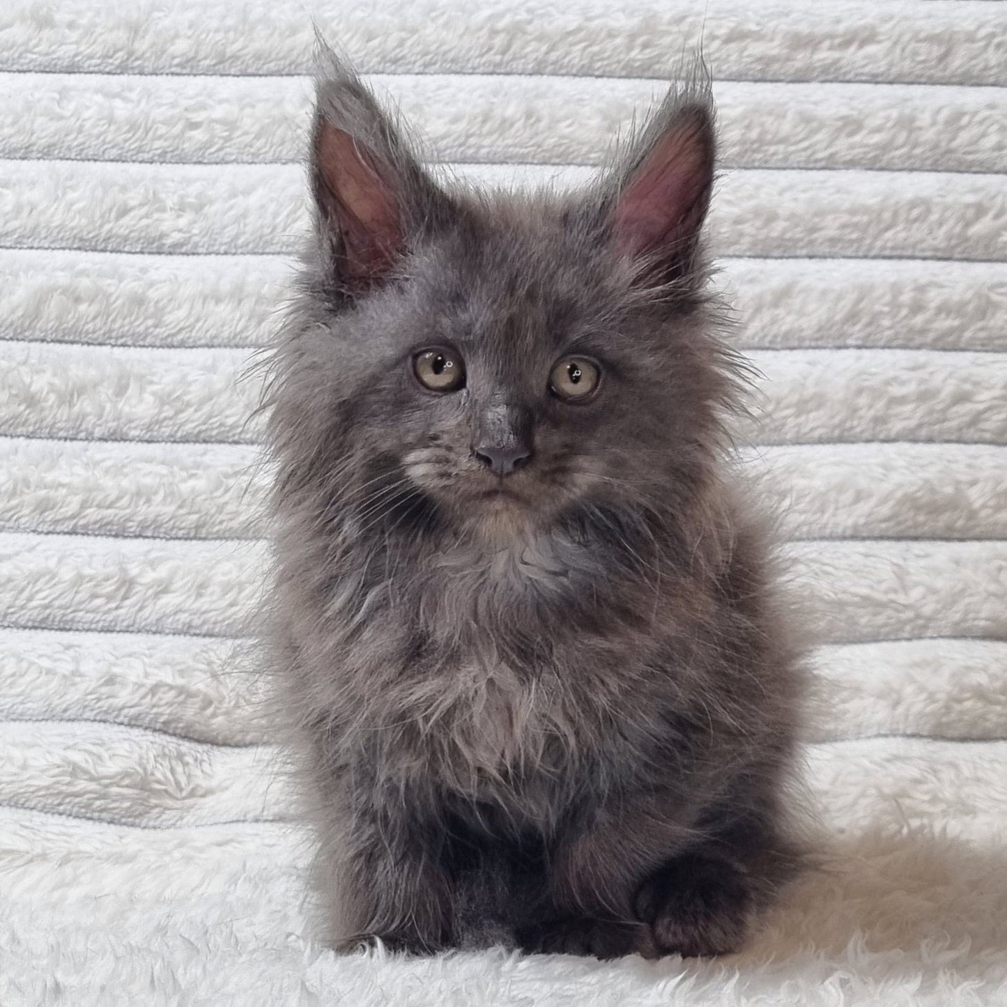 
                  
                    Tora
                  
                