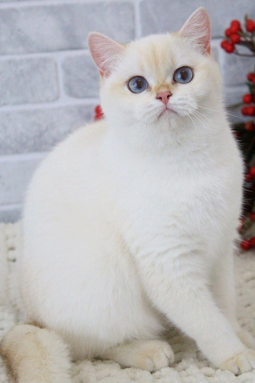 
                  
                    Gerda
                  
                