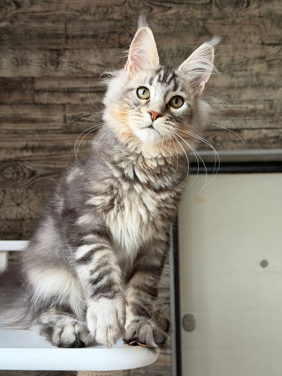 
                  
                    Shaman
                  
                