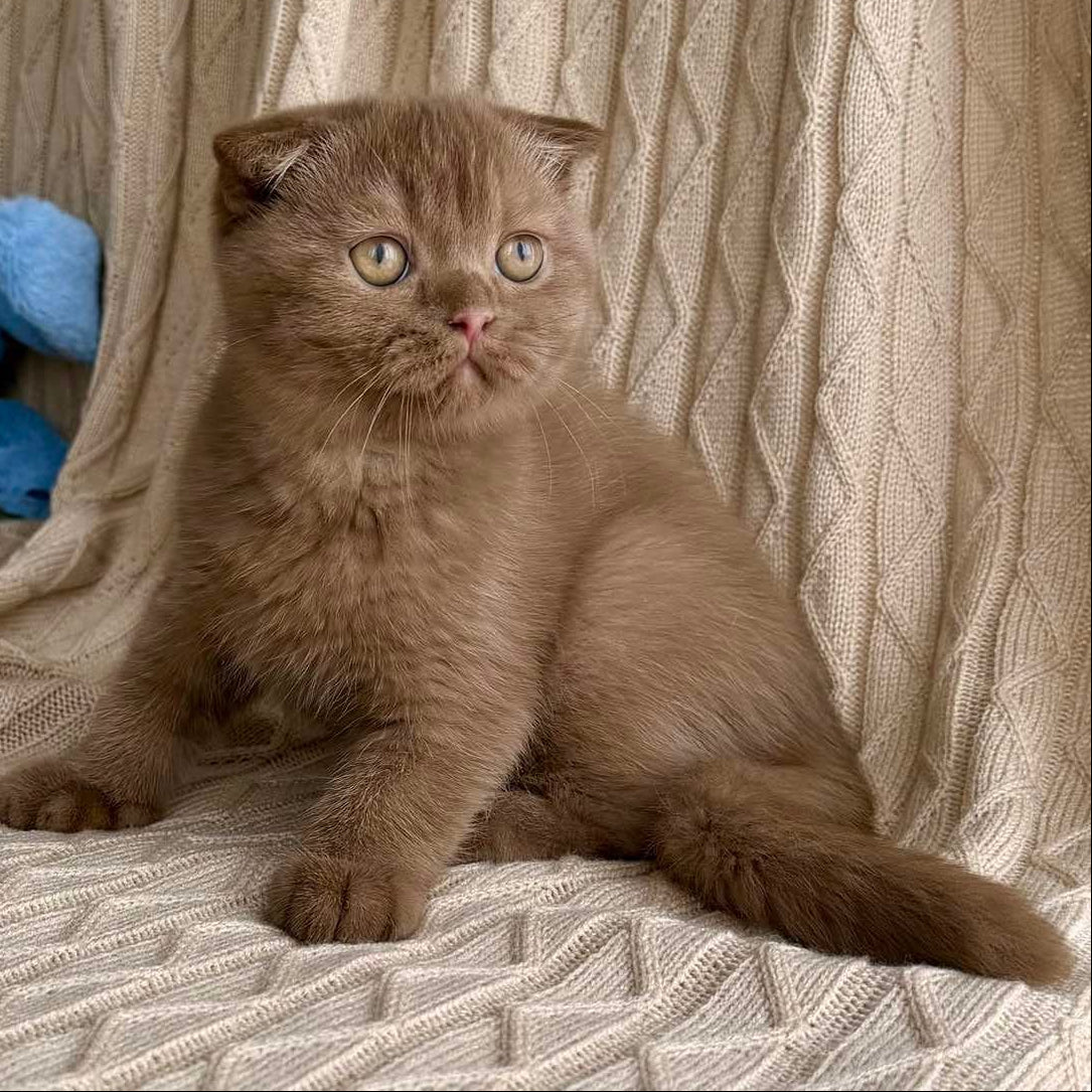 
                  
                    Olivia
                  
                