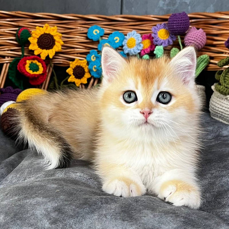 Khan