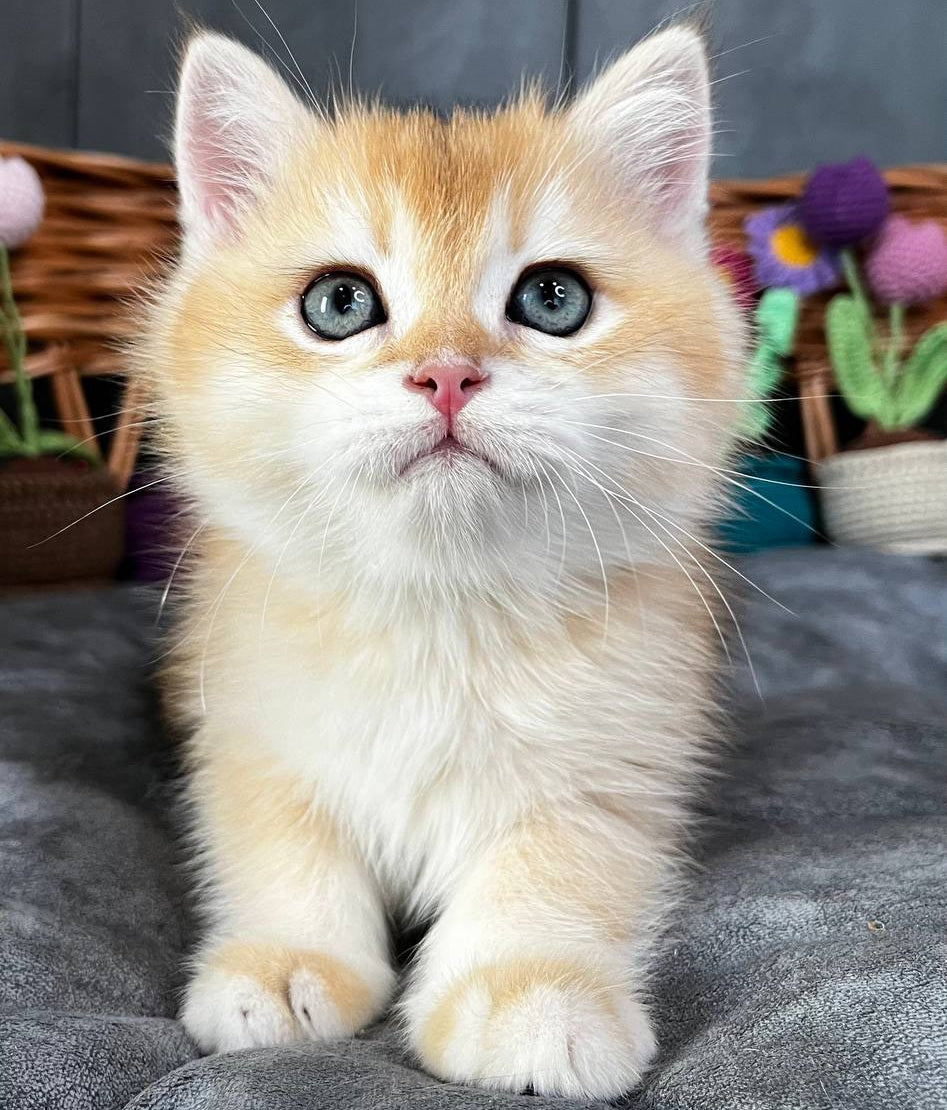
                  
                    Khan
                  
                