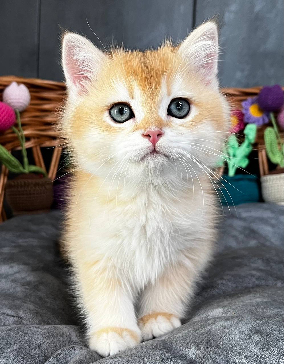 
                  
                    Khan
                  
                