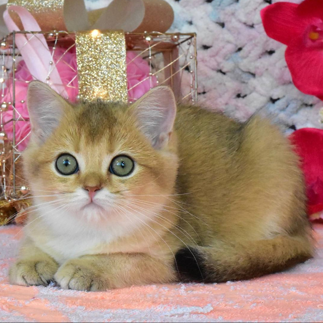 
                  
                    Hummer
                  
                