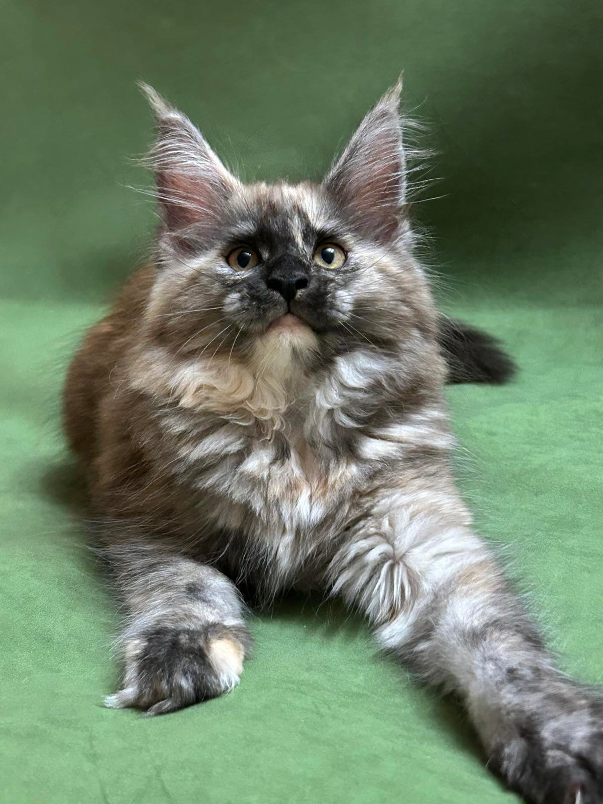 
                  
                    Roxy
                  
                