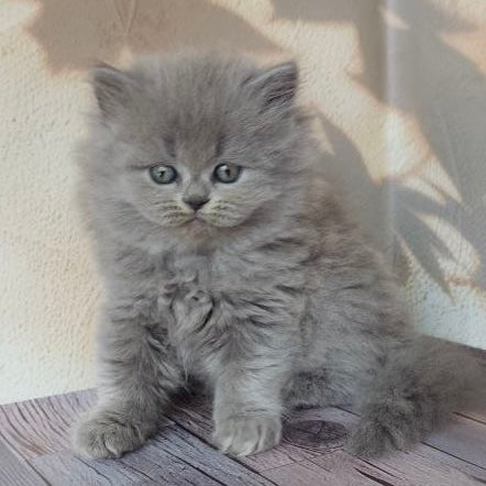 
                  
                    Romeo
                  
                