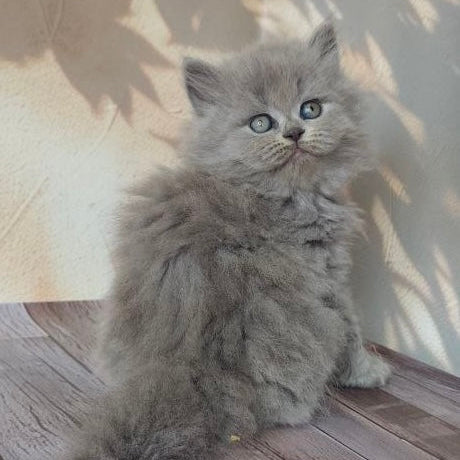 
                  
                    Romeo
                  
                