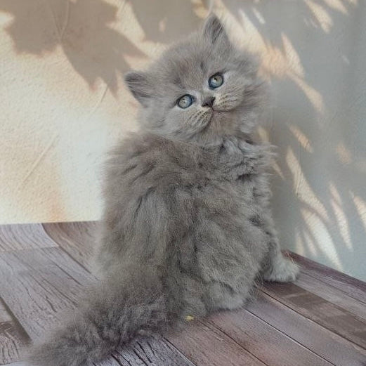 
                  
                    Romeo
                  
                