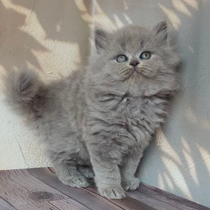 
                  
                    Romeo
                  
                